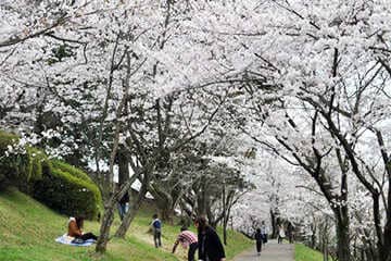 運動もOK！桜の名所 田代公園
